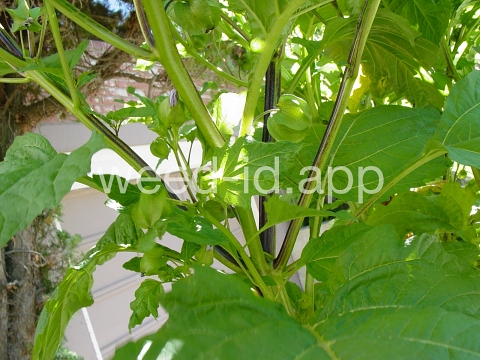 apple-of-Peru